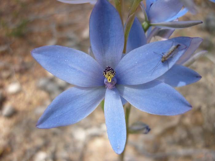 Thelymitra - Blue lady orchid P1150544.JPG